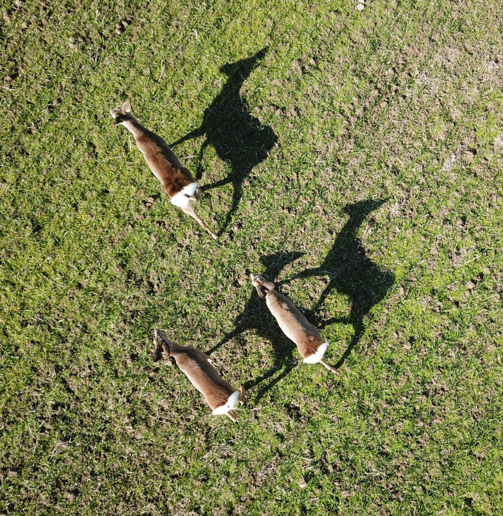 deer arial view